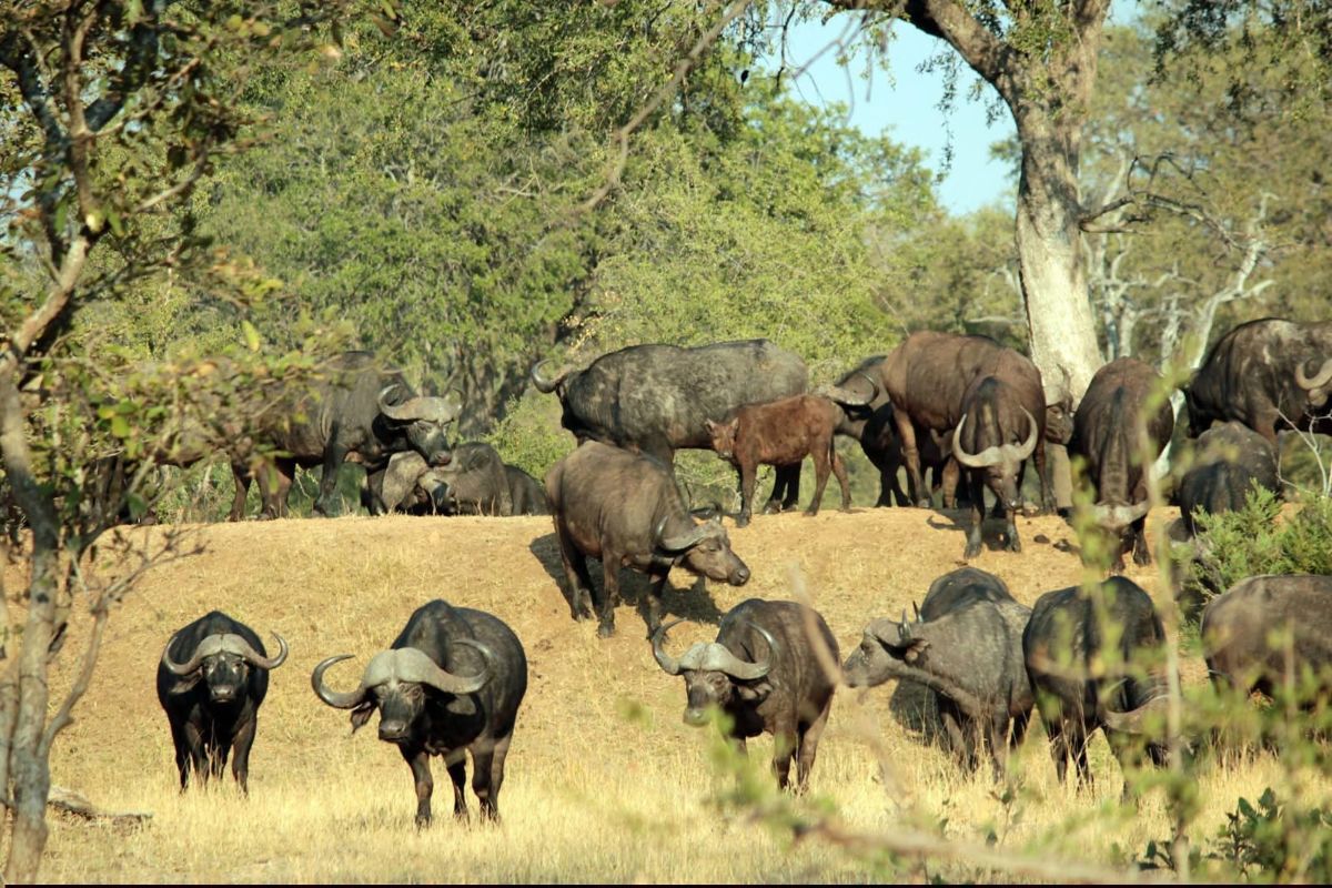Bushlovers Safaris 5